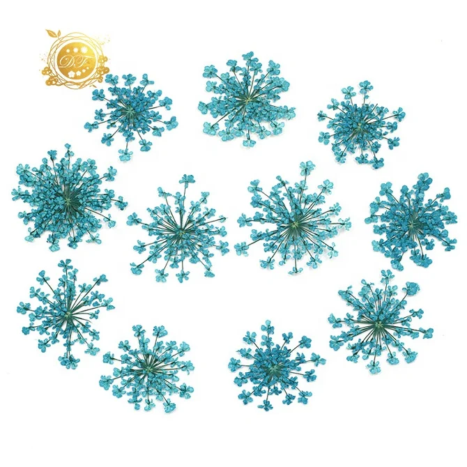 2022 Hot sale dried preserved babysbreath Detain flower for  home decoration