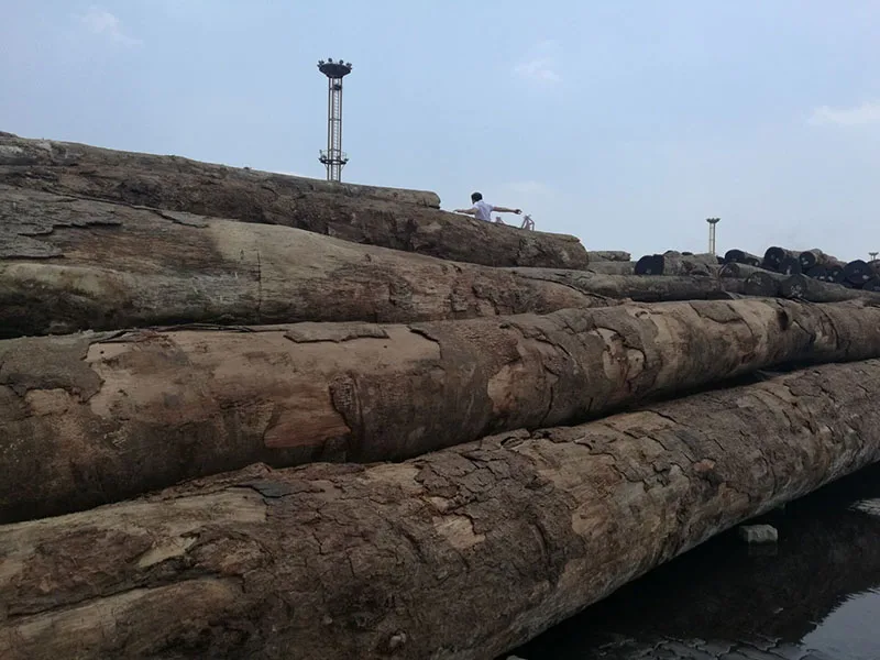 wood logs tali / rosewood / doussie / azobe rosewood logs
