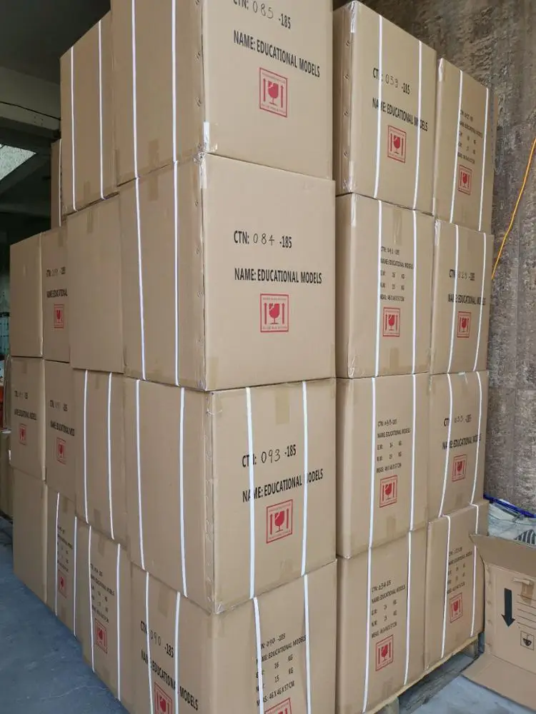 Whole muscles anatomy model human muscles anatomical model medical science education model