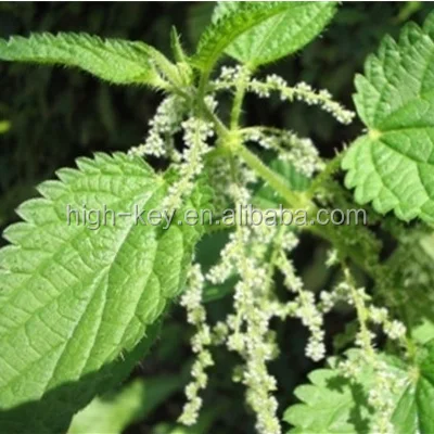 
2153 qian ma zi Xinjiang origin Urtica cannabina seeds 