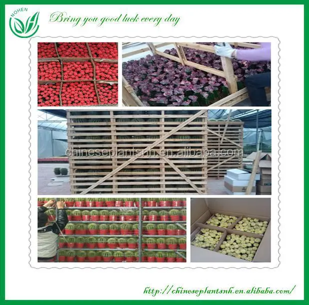  Неограненные комнатные кактусовые растения gymnocalydium Mihanovichii