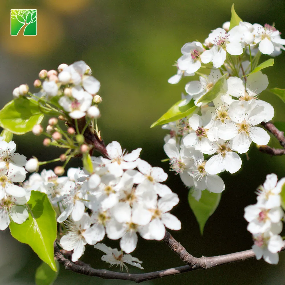 
Full sun white bloom color live fruit seedling plant BOSC pear 