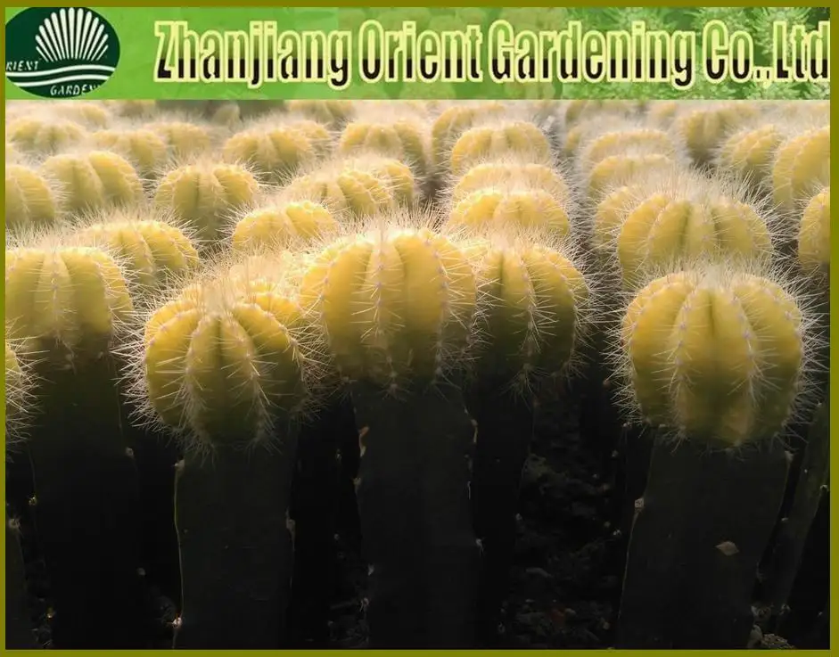 Цветная лента Луна gymnocalydium mihanovichii привитой кактус и