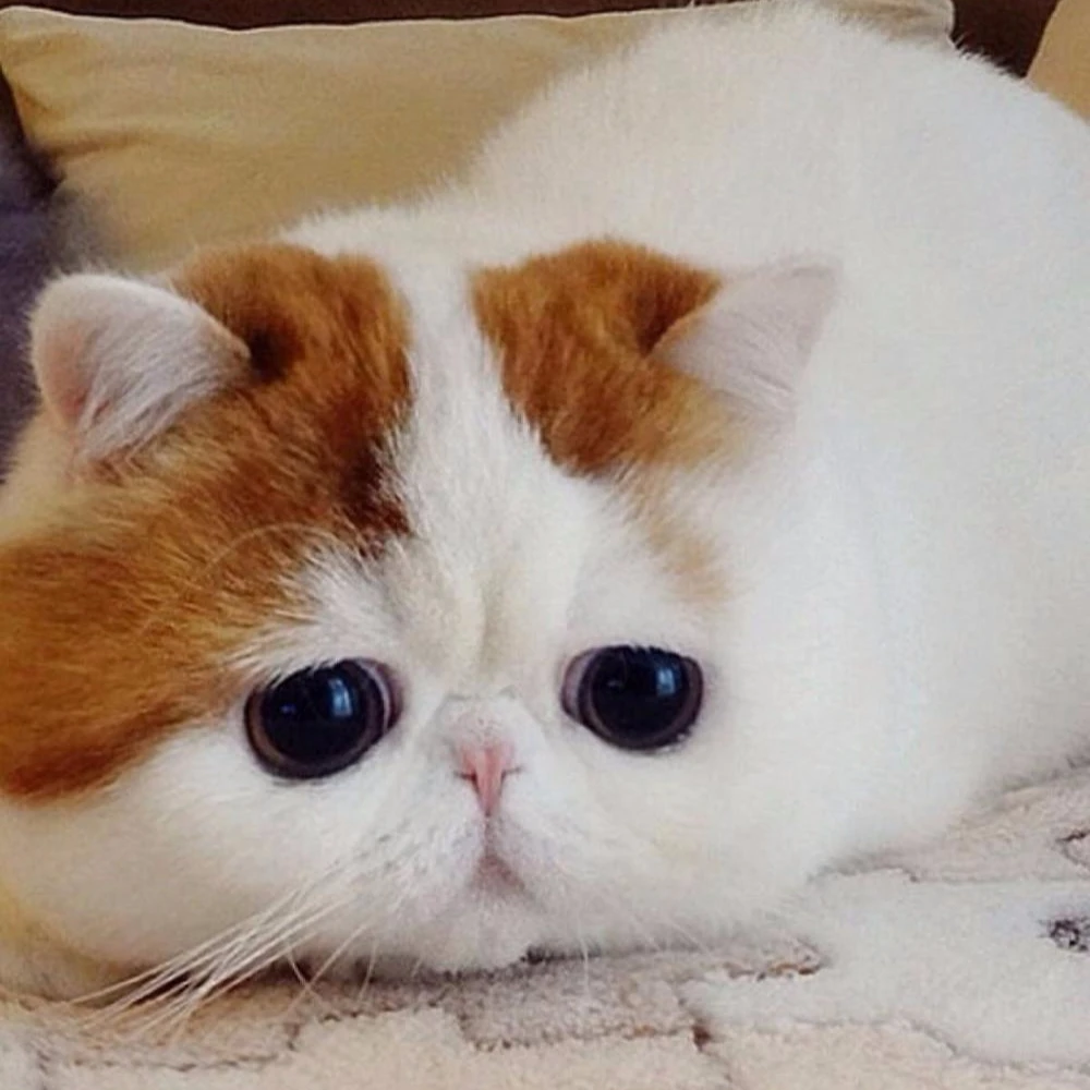 
China Buying Agent YZJN,China Sourcing Agent,China Agent Wanted 