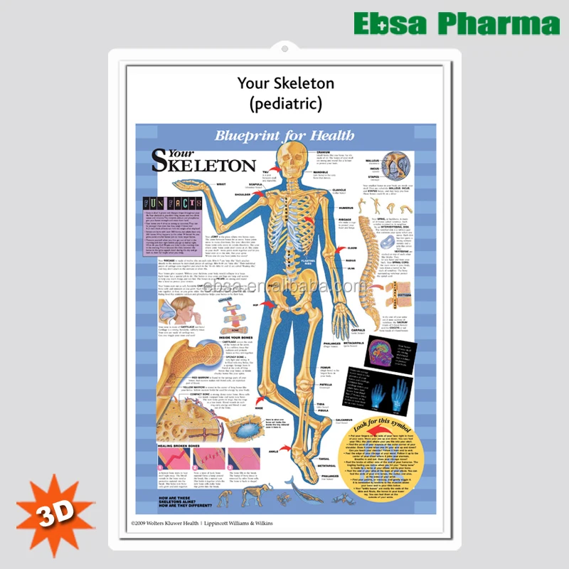 
3D Medical Human Anatomy Wall Charts / Poster - Your Skeleton (pediatric) 