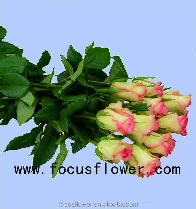 Wholesale fresh cut flowers Columbia rose new arrival hopeshow rose with 20 stems/bundle