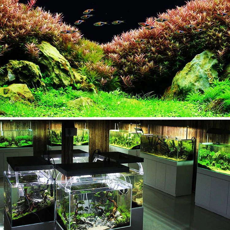 Hot Sale Live Aquarium Plants Black Organic Aquarium Soil