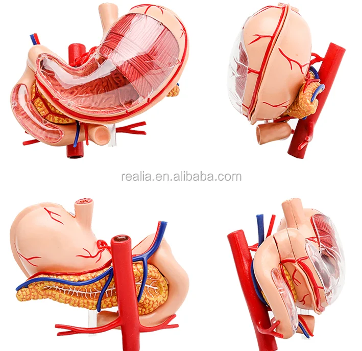 HM-BD-024 High quality plastic 4D stomach model