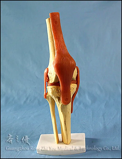 R020909 Deluxe Functional Human Knee Joint Model