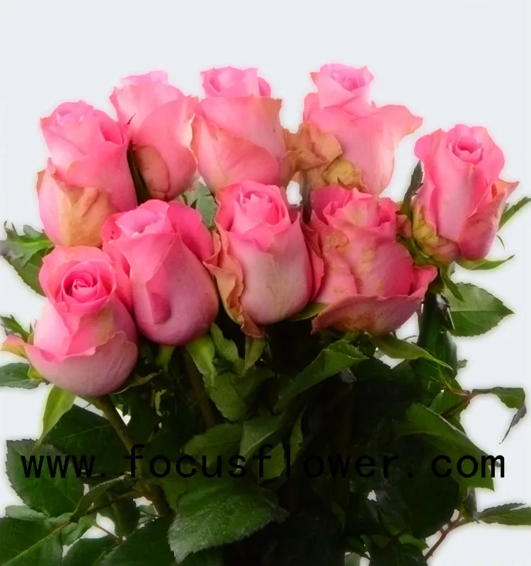 World class rose flower scenery ecuadorian roses wake up with 20stems/bundle from kunming