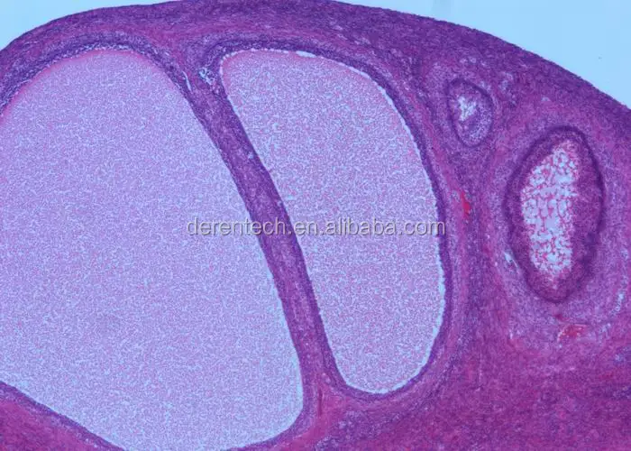 Human prepared histology slides