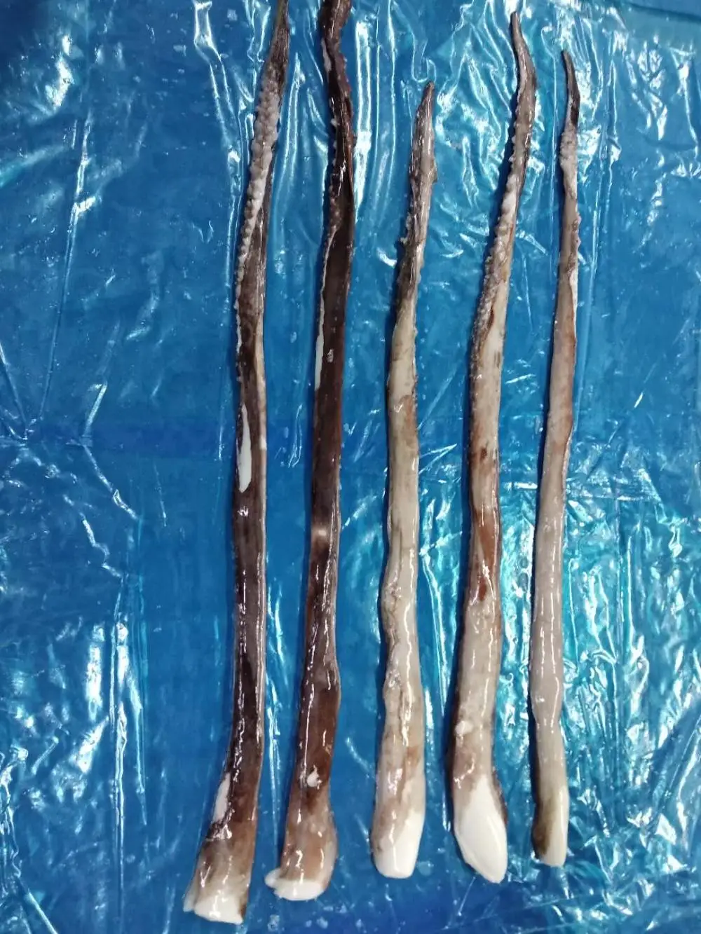 wholesale frozen cheap giant squid tentacles fish bait Squid Sexual Tentacles