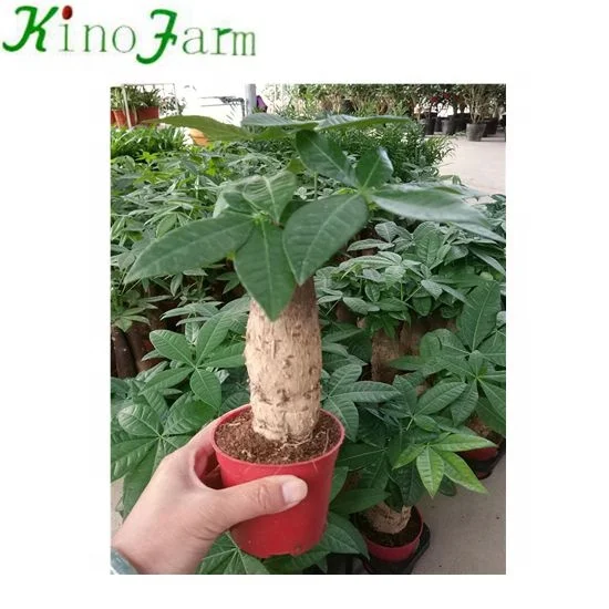 Wholesale Mini Indoor Plants Money Tree