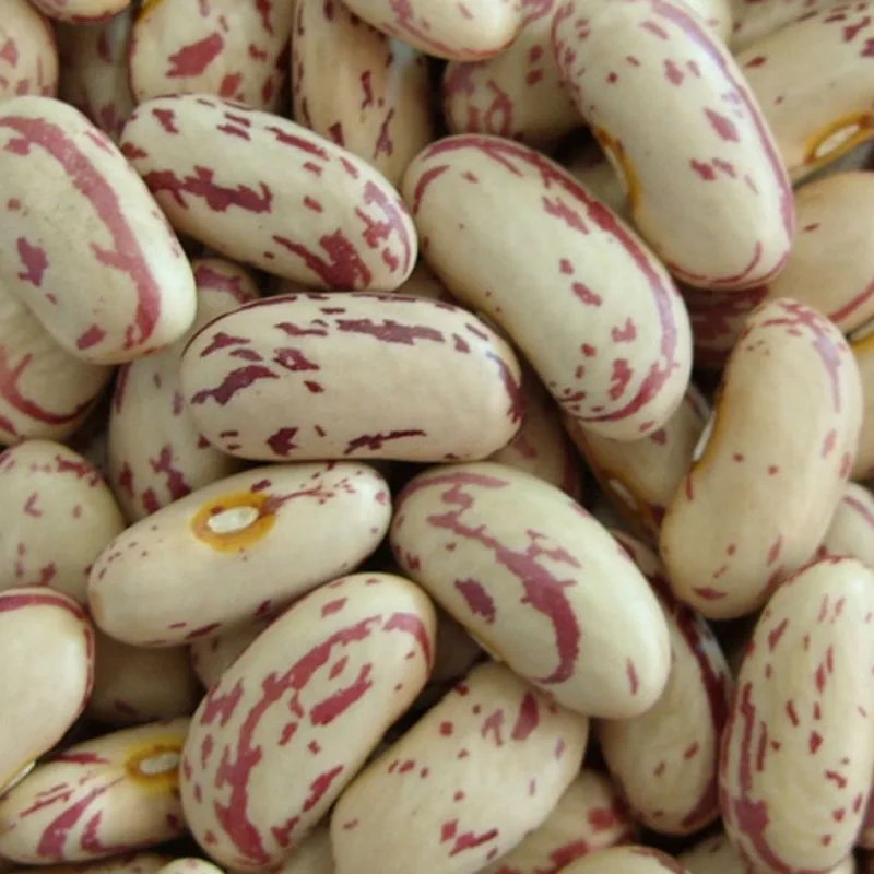 New crop sugar beans LSKB light speckled kidney bean