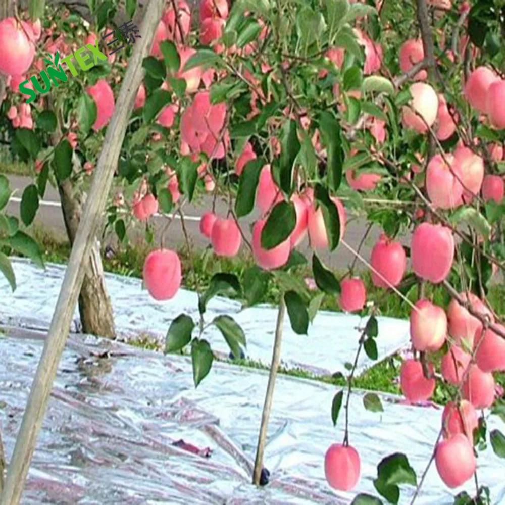 Reflective film colors up the apples by reflecting light from the ground back up to the trees,Eco-Light solar reflective mulch