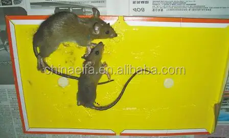 
Good reputation high quality mouse rat sticky mice glue board trap for stick mice 