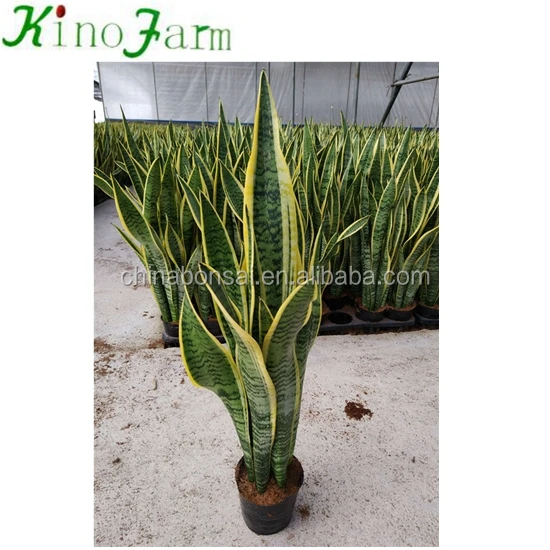 
Tall Snake Plant Sansevieria 
