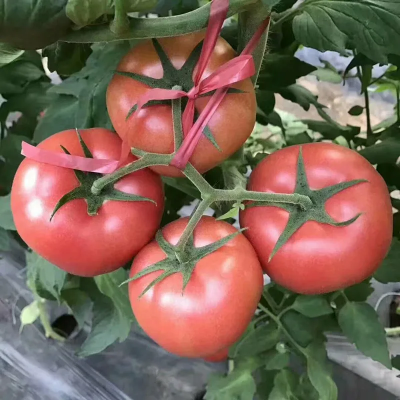 Yinong F1 hybrid high yield pink tomato seeds best price for sale