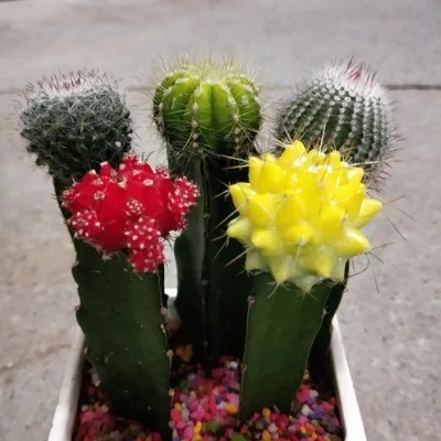 
Низкая цена, оптовые сорта привитых кактусов 