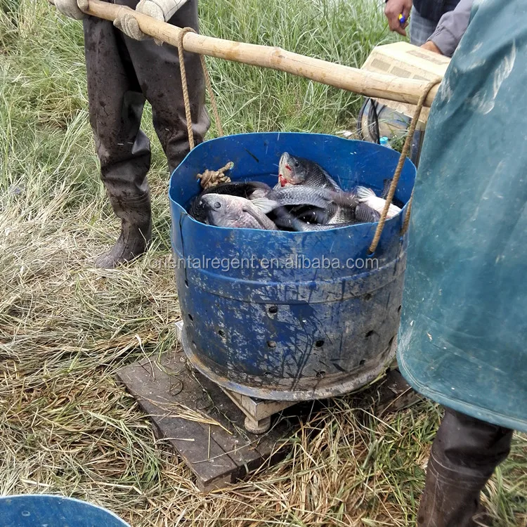 best quality farm raised frozen tilapia fish wholesale exporters price