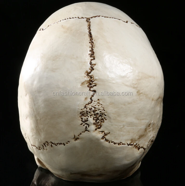 
Custom made skulls decorative resin wholesales halloween skull for crafts 