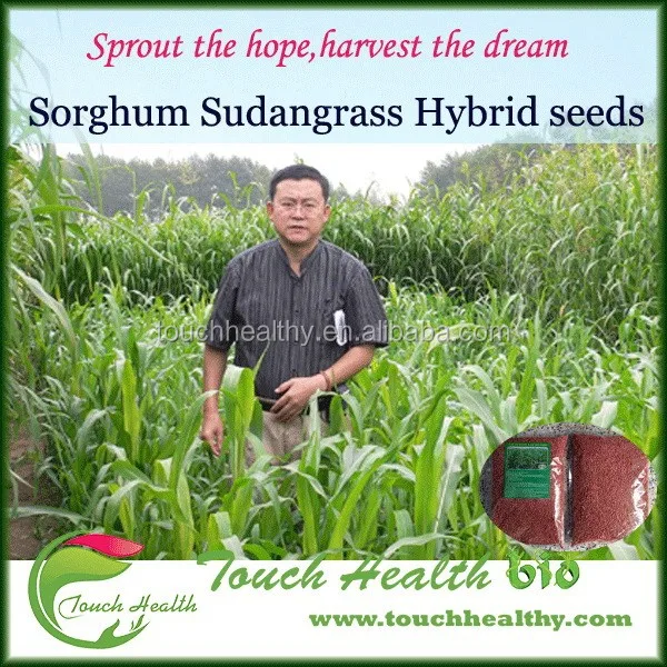 
2021 Red Seeded Hybrid Multicut Sorghum Seeds 
