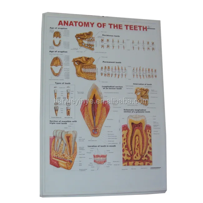 3D Plastic  Embossed Poster Printing Medical Education PVC 3D Poster Printing