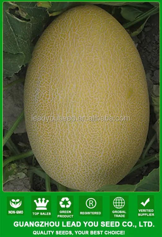 
JSM09 Baihua hybrid hami melon seeds f1, Cantaloupe melon seeds 