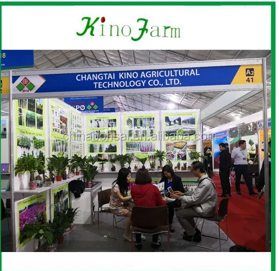 Бонсай Фикус микро карпа