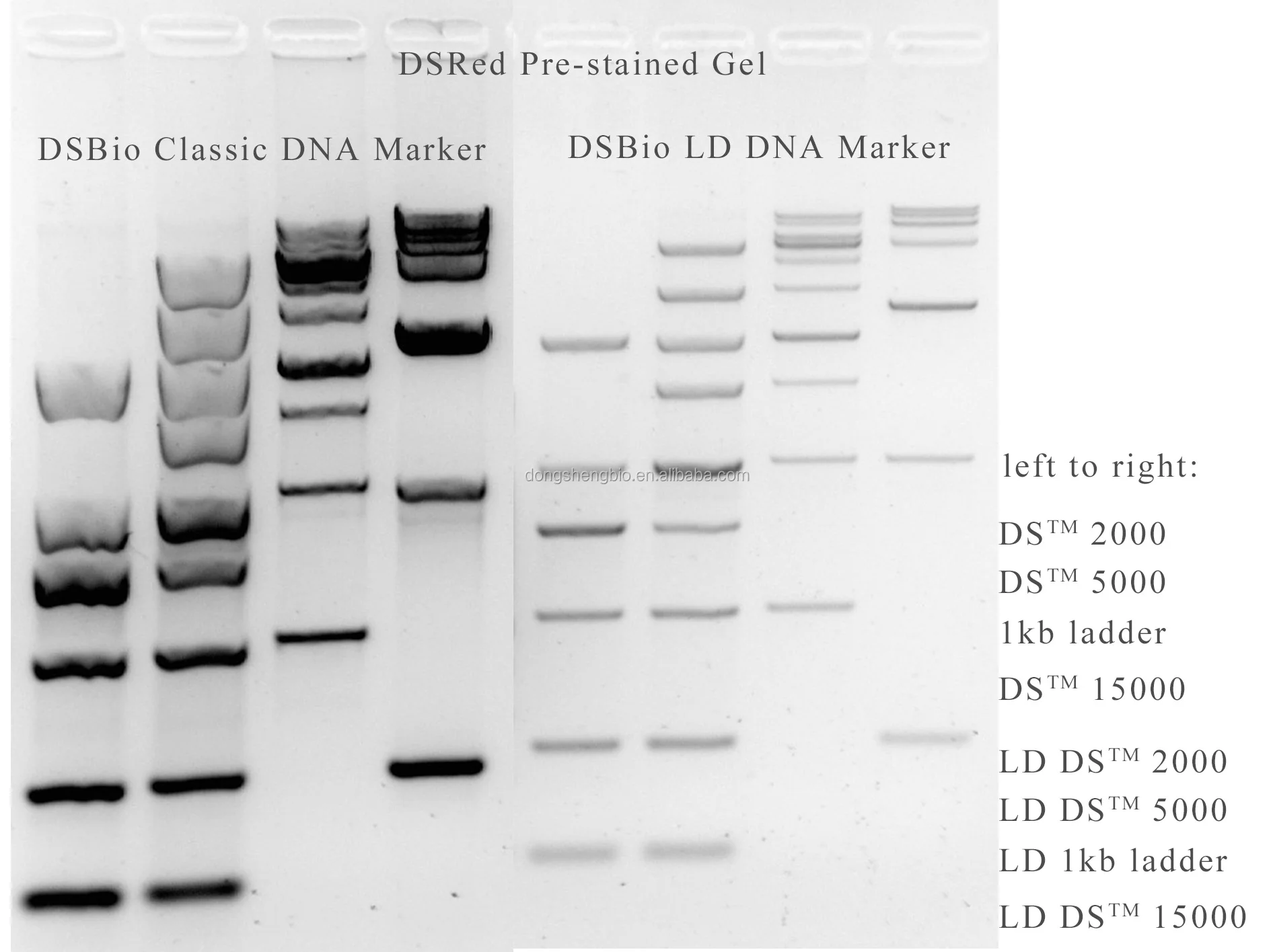 
DSRed Nucleic Acid Stain, non-toxic gel dye 