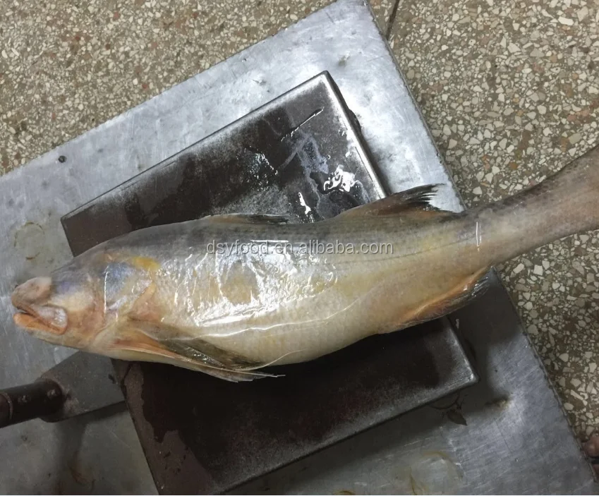 Frozen fourfinger threadfin