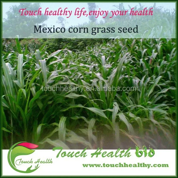2021 mexicorn corn grass seed forage seed used to prepare for winter
