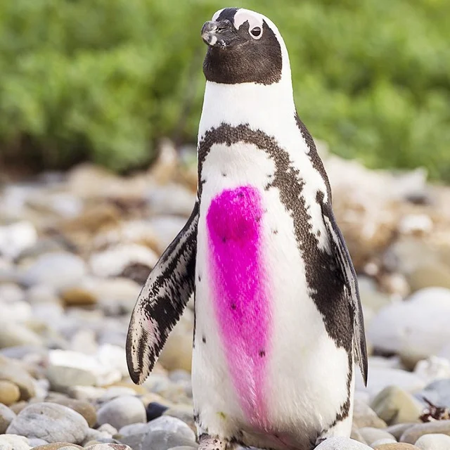 Aerosol Animal Marking Paint Spray