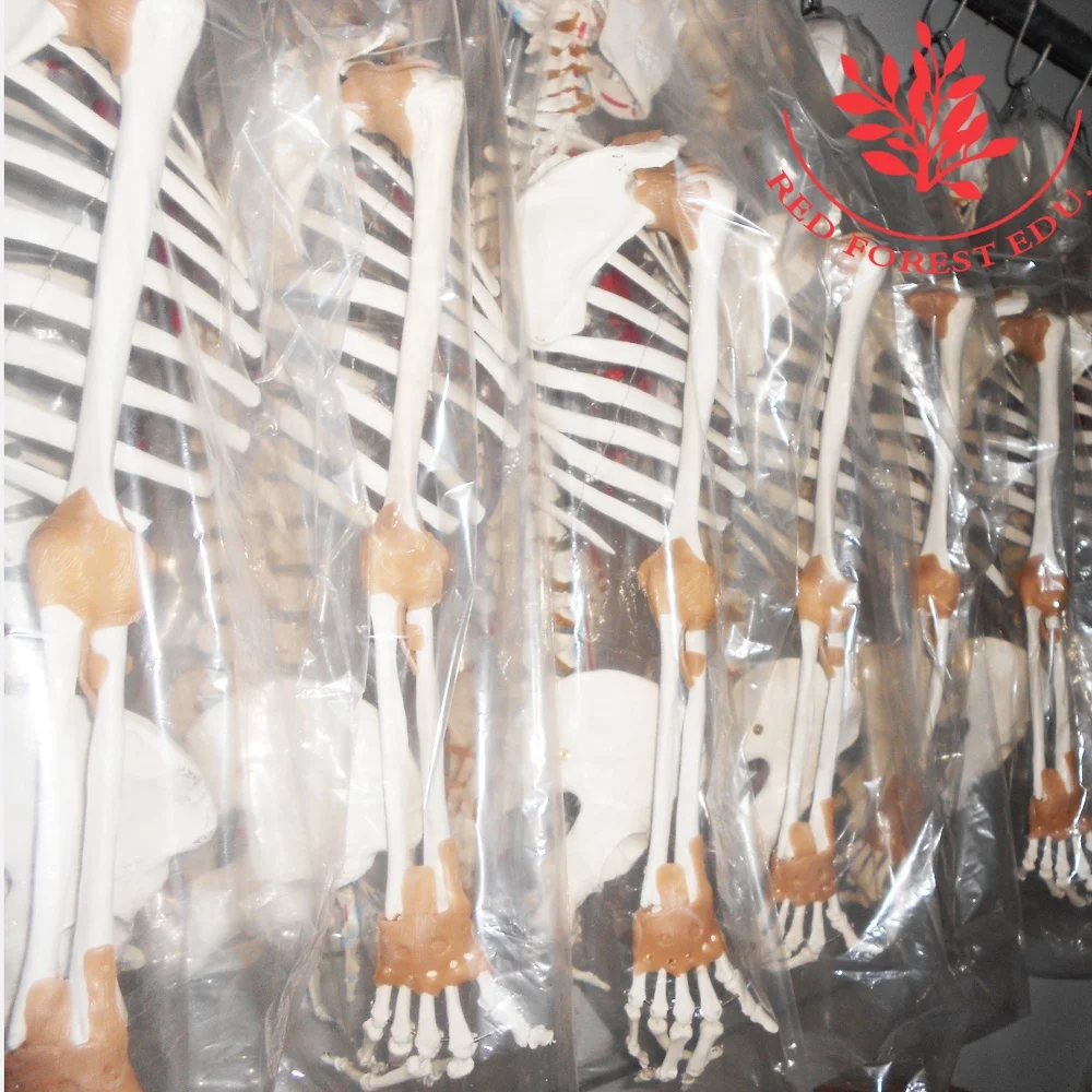 Human 85cm internal organs skeleton anatomy model