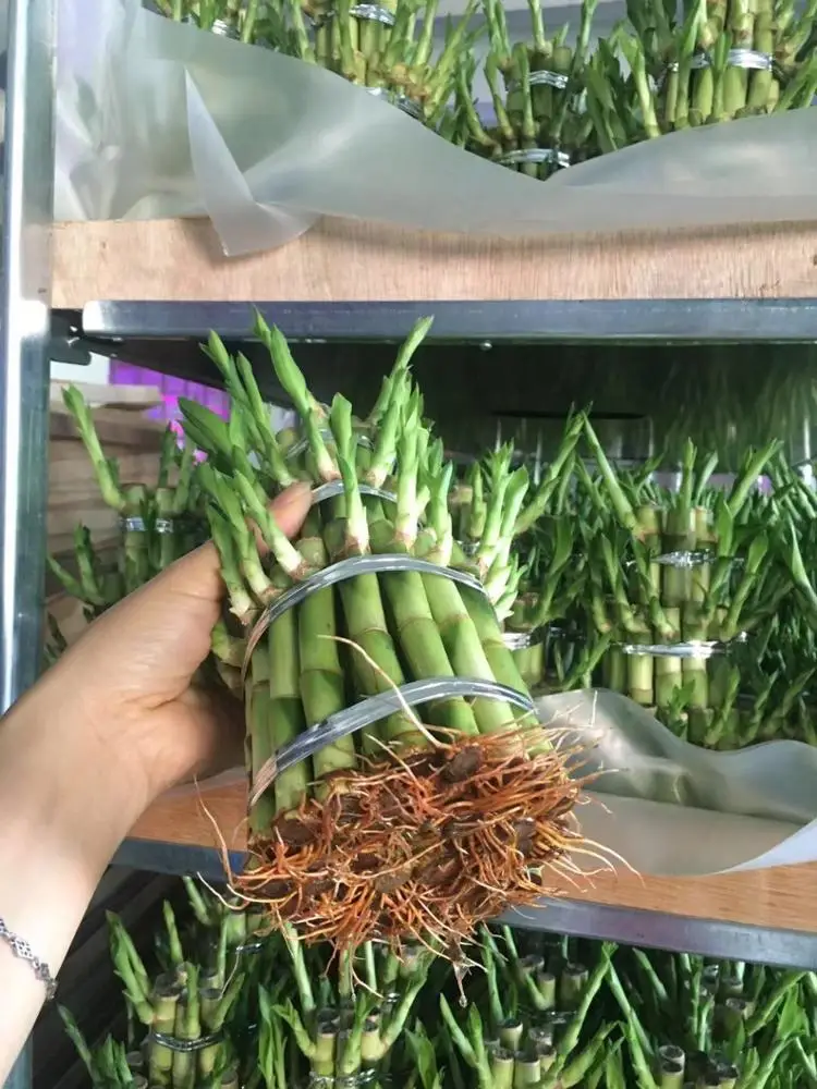 
wholesale small 3 tier indoor bonsai lucky bamboo tower 