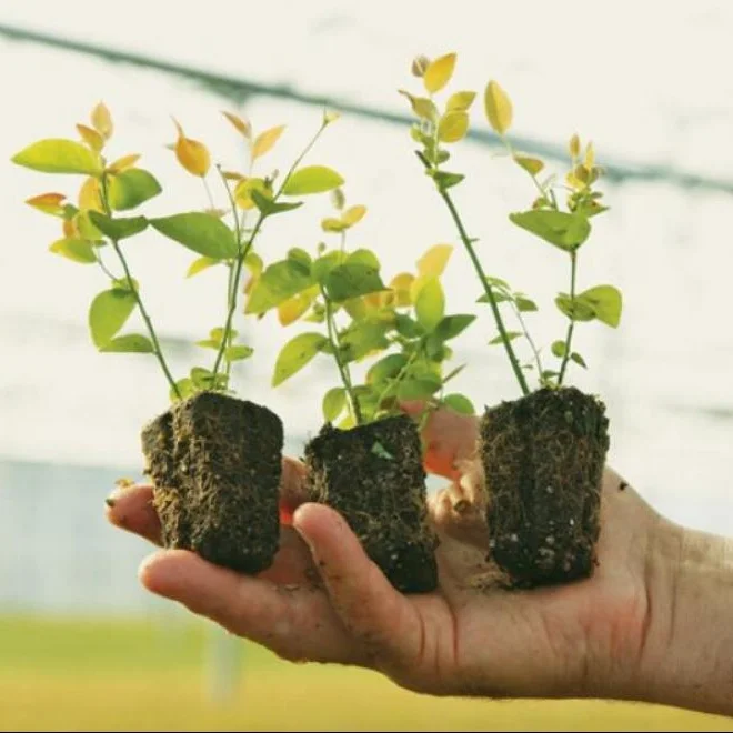 Настоящие растения горячая Распродажа рассады фрукты всесезонные саженцы для культивирования тканей черники