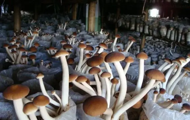 Agrocybe Cylindracea in All Types of Mushrooms