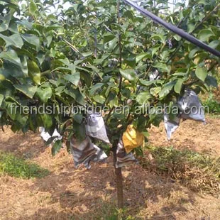Разновидности саженцев фруктовых деревьев груши из китайской фермы по низкой цене на продажу