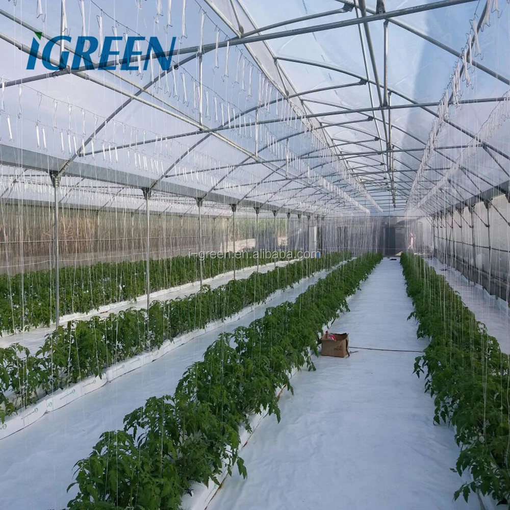 HOT sale natural ventilation greenhouse for tomato
