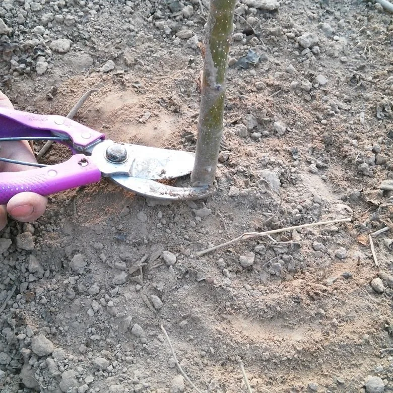 
Pao tong cold resistant fast grow timber use shan tong hybrid paulownia 9501roots for growing 