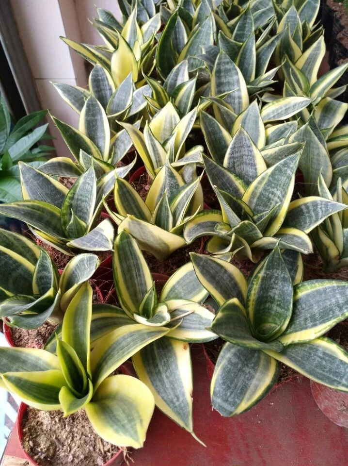 
Sansevieria Hahnii Indoor Decoration for Wholesale 