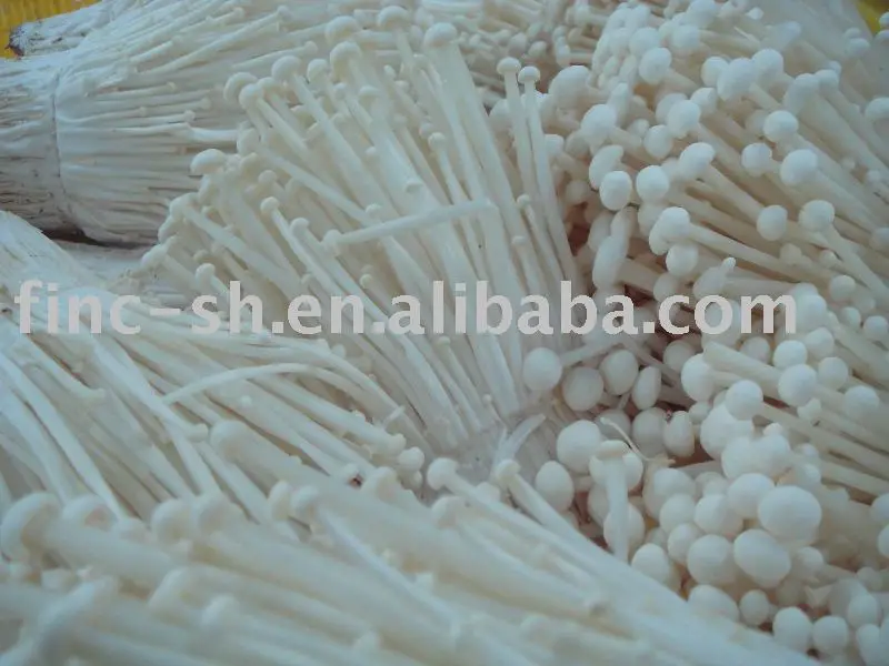 enoki golden needle mushroom