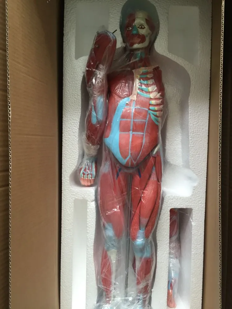 ADA-A1100 internal organs and human muscle anatomy medical training model