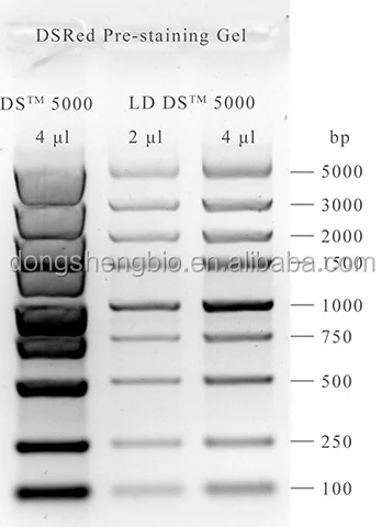 
DSRed Nucleic Acid Stain, non-toxic gel dye 