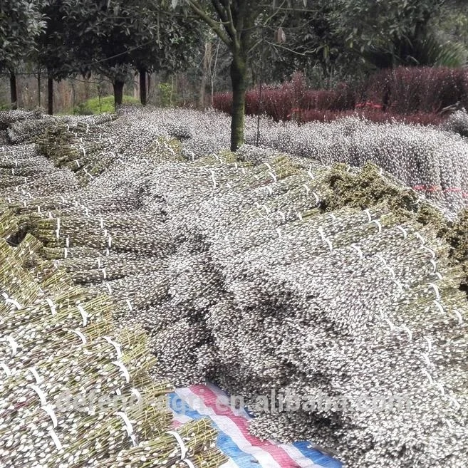 Beautiful natural fresh cut flowers pussy willow for decoration wedding flower