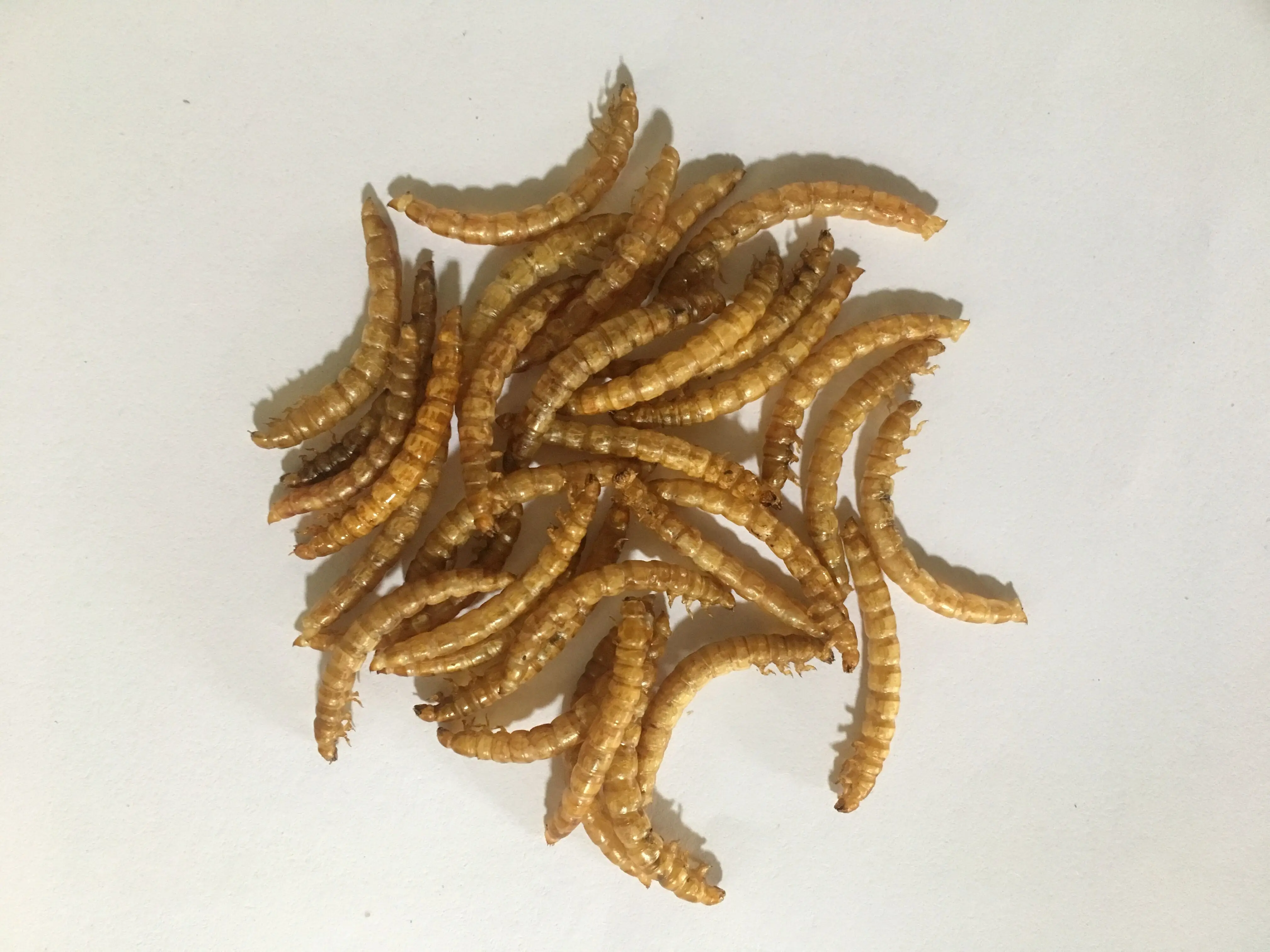 
Natural Dried Mealworms Poultry Feed Animal Feed 