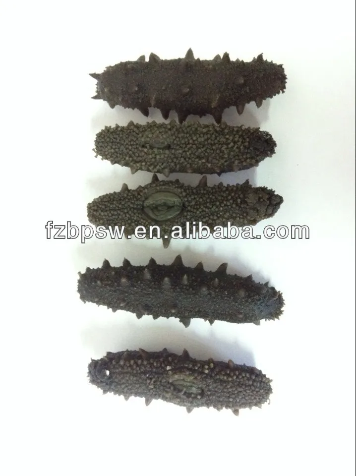 Морской огурец с шипами/соска на продажу