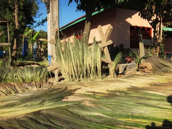 Nipa Natural Straw Grass Broom with wooden handle stick