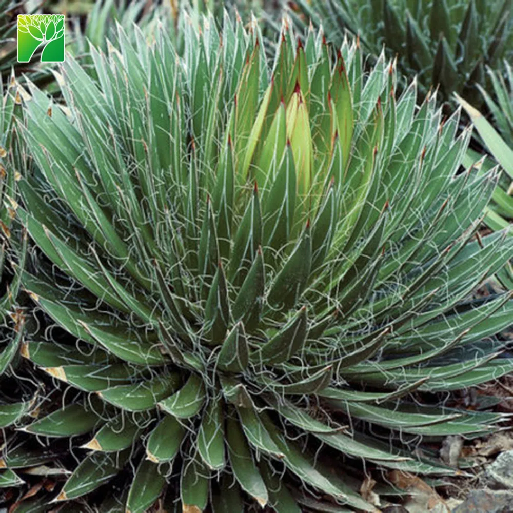 Горячая Распродажа, натуральные Свадебные суккуленты, Агава филифера