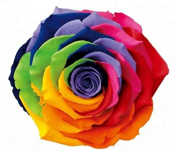 7-8cm factory home/hotel decoration preserved dried flower rainbow rose